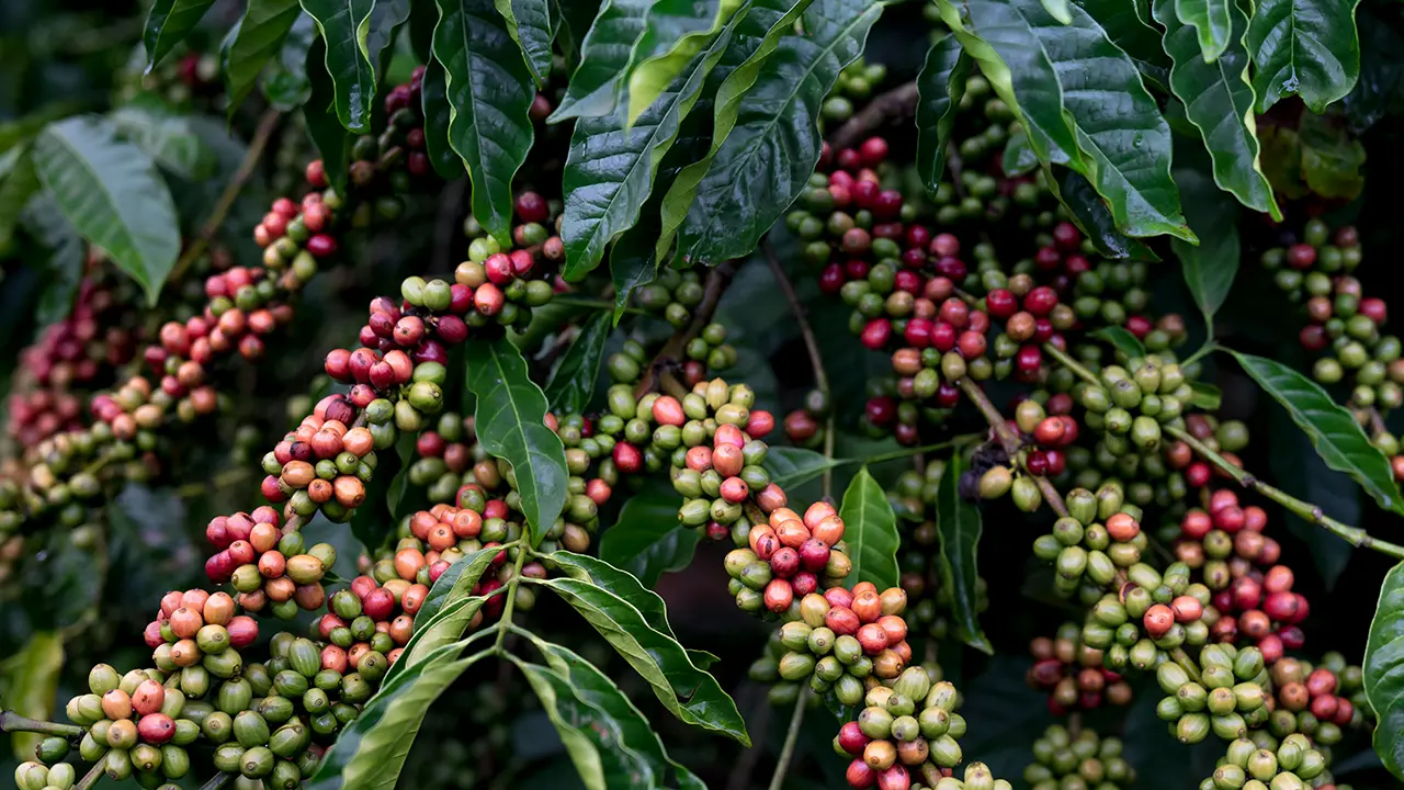 Rote und grüne Kaffeekirschen an einer Kaffeepflanze