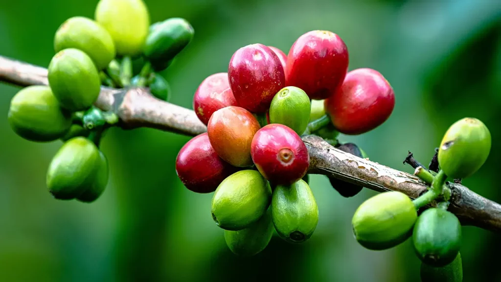 Kaffeekirschen am Zweig